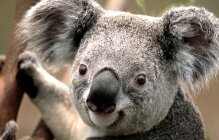 Koala alternate text