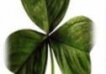 cloverleaf