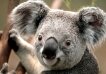 Koala alternate text